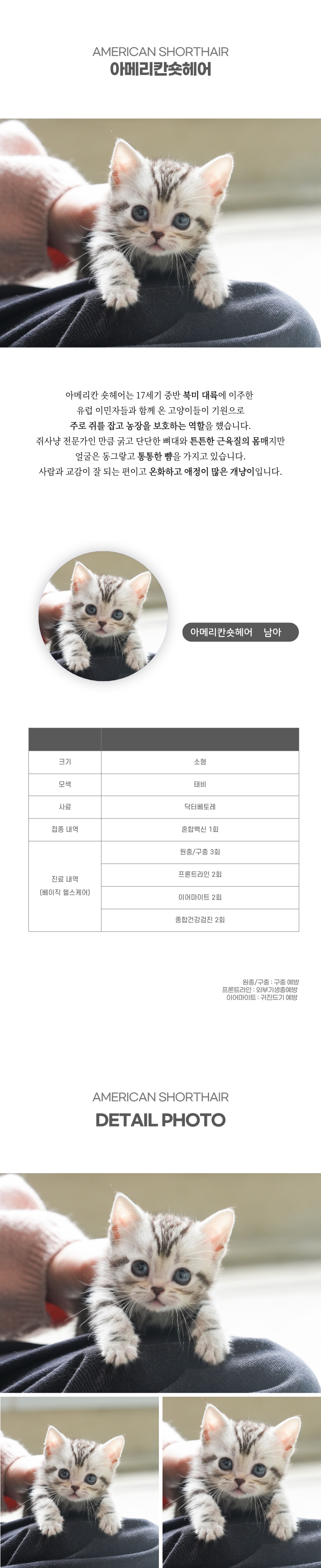 아메리칸숏헤어_상세이미지_2
